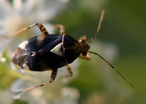 Liocoris tripustulatus